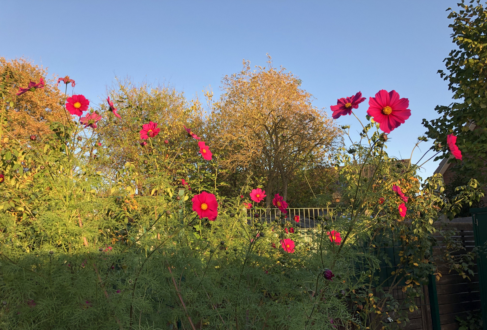 Noch leuchten sie - auch noch nach dem ersten Frost in dieser Nacht