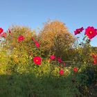 Noch leuchten sie - auch noch nach dem ersten Frost in dieser Nacht