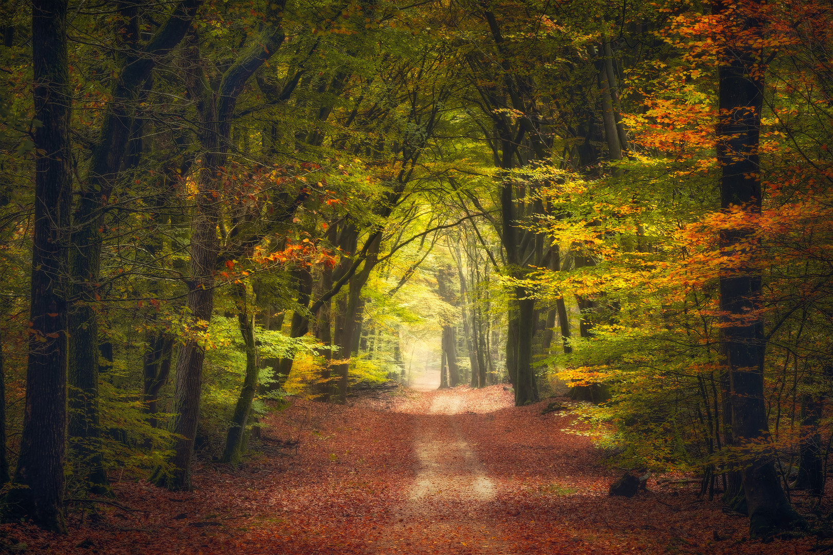 Noch leuchtet der Herbstwald