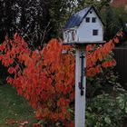 Noch "leuchtet" es im Garten...