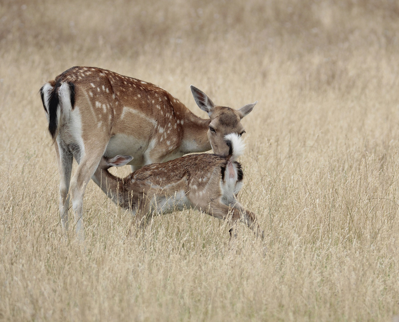 Noch mal beim Damwild...