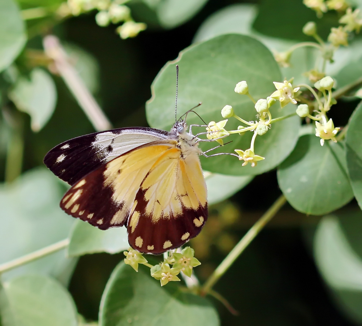 noch mal der African Caper,(Belenois creona)