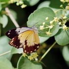 noch mal der African Caper,(Belenois creona)