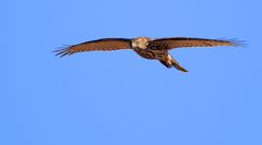 "noch Mal der HABICHT"