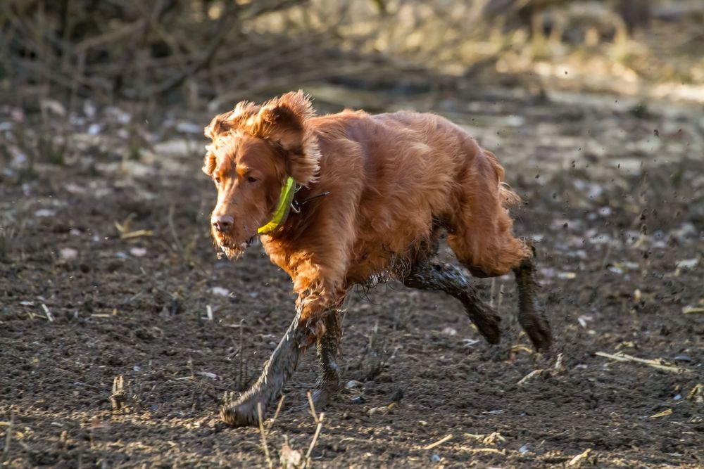 Noch mal der "Schlamm .... Springer "