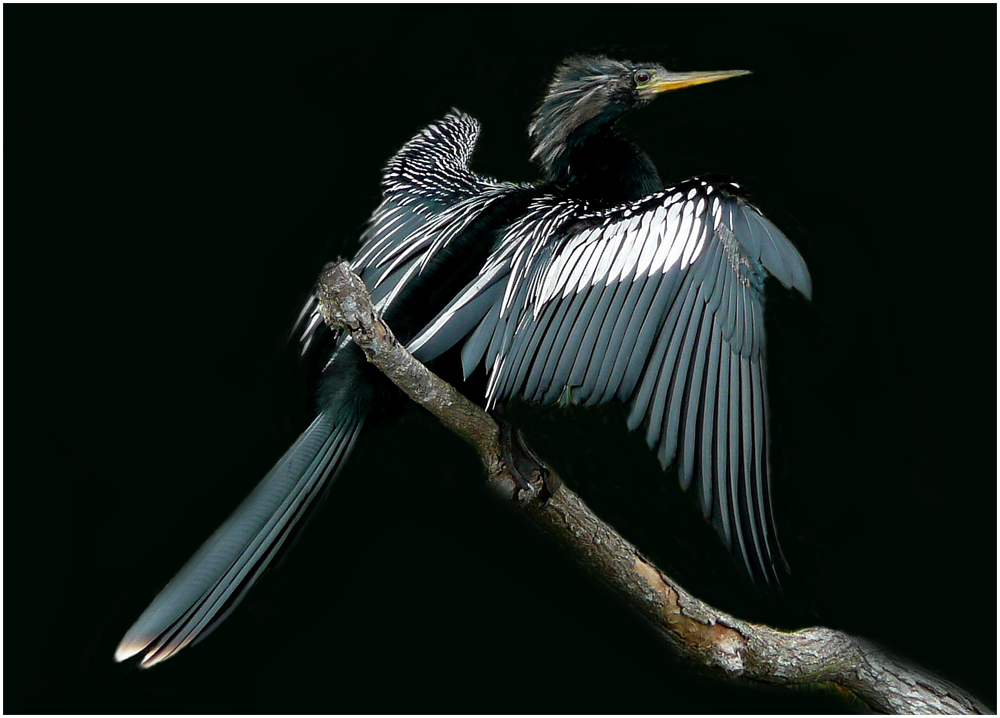 Noch mal der schöne komische Z-Vogel