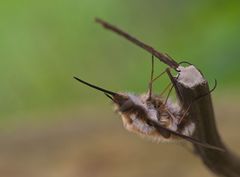 Noch mal der Wolli - auch im Garten