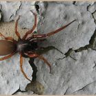 Noch mal die 6 Augen Spinne