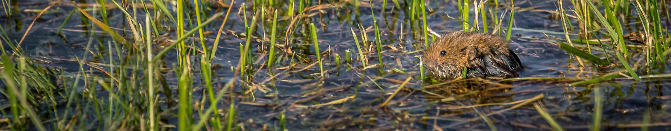 Noch mal die Maus im Wasser