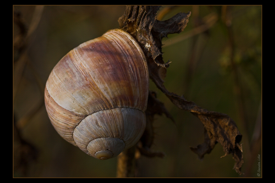 noch mal die schnecke - querformat