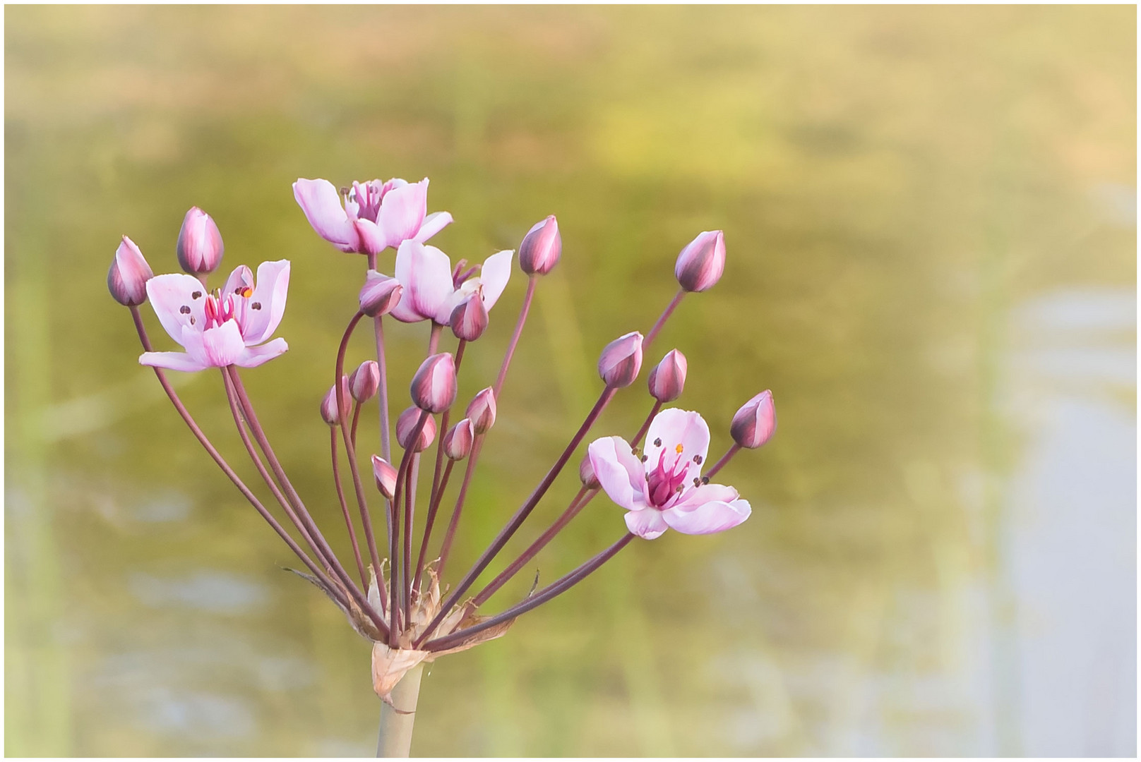 noch mal die Teichblume