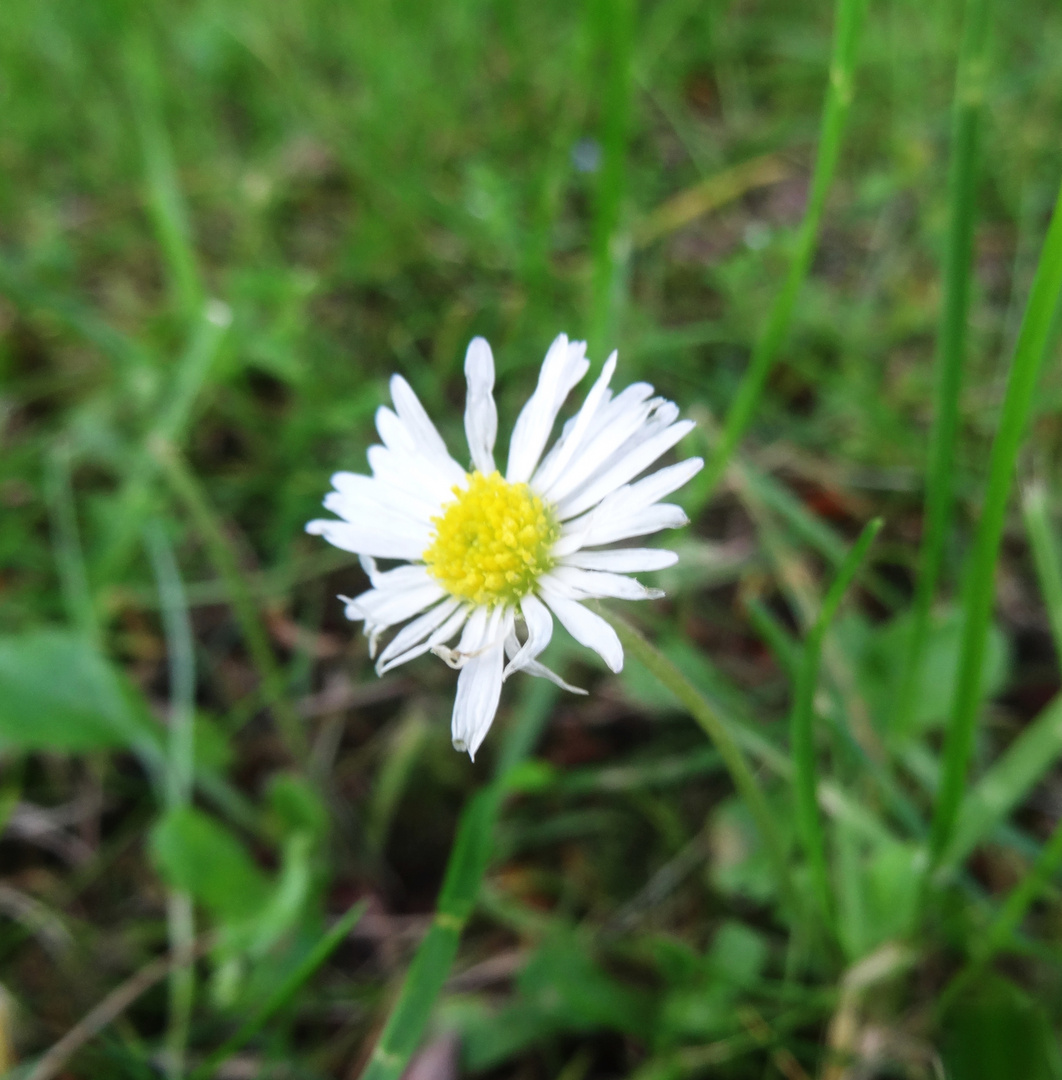 noch mal ein Blümchen