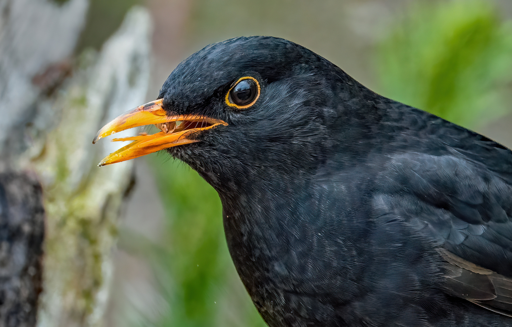 "Noch mal ein Bursche, der Marke Amsel"