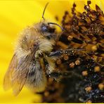 Noch mal ein Fleißiges Bienchen