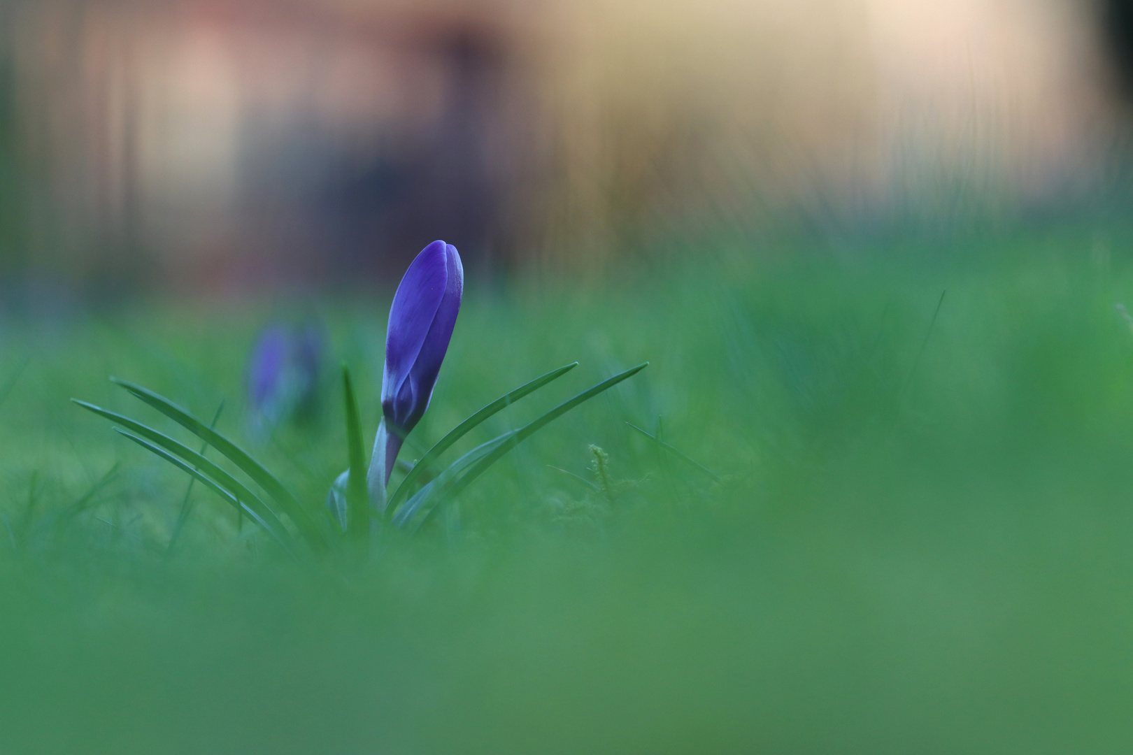 Noch mal ein Krokus