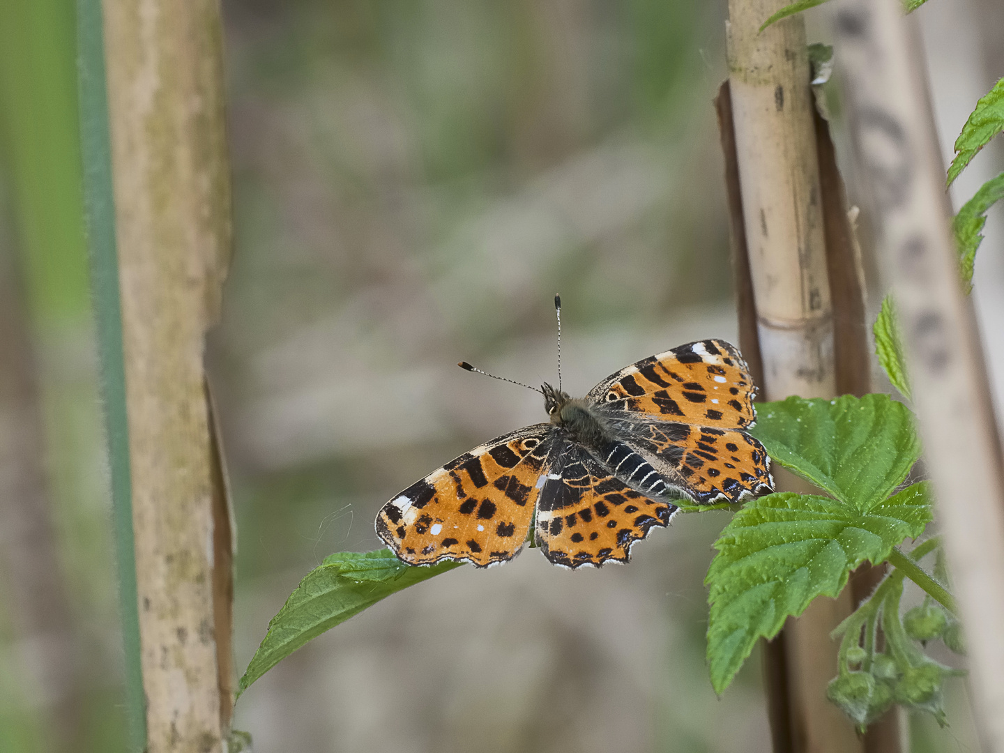 ...noch mal ein Landkärtchen (Araschnia levana)