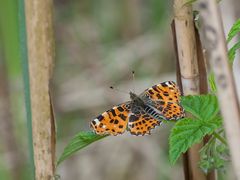 ...noch mal ein Landkärtchen (Araschnia levana)