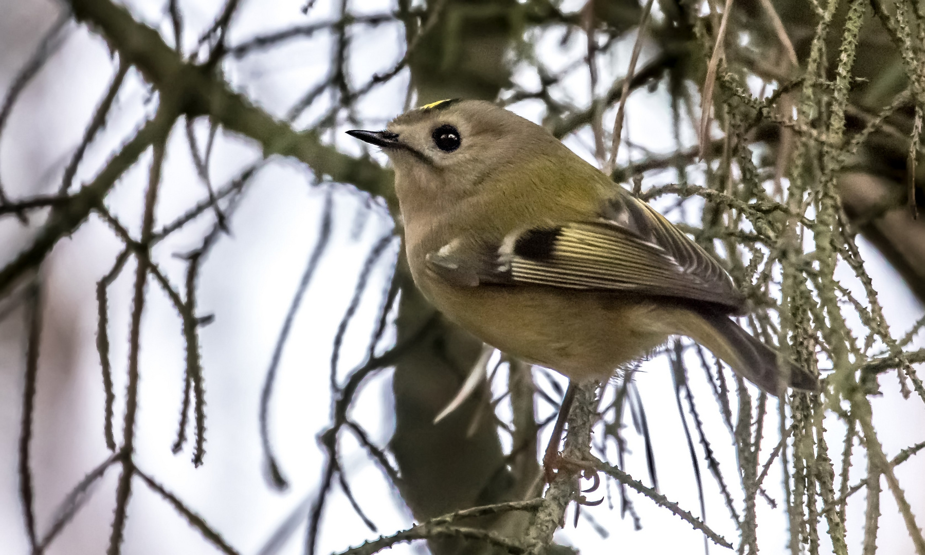 Noch mal ein trübes Wetter - Wintergoldhähnchen