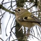 Noch mal ein trübes Wetter - Wintergoldhähnchen