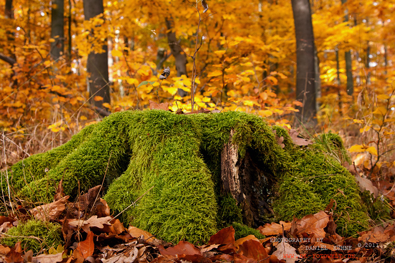 noch mal ein wenig herbst