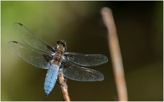 noch mal eine Blaue