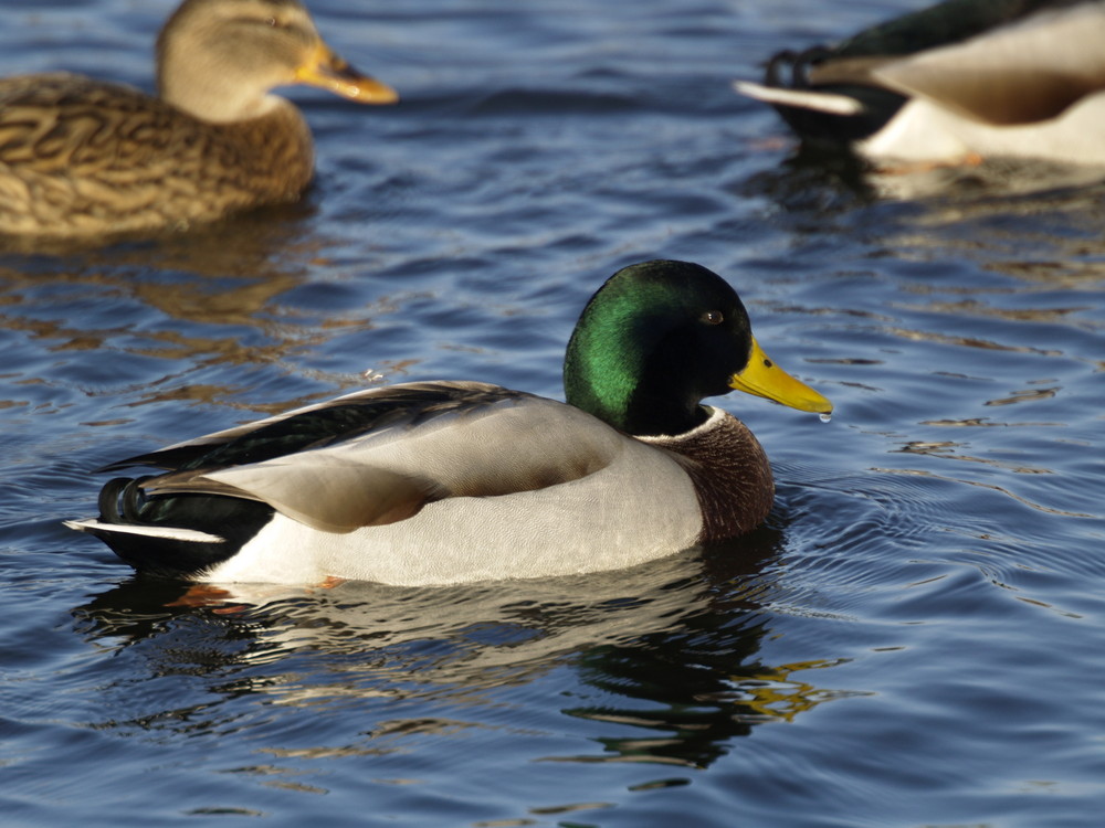 Noch mal eine Ente,...