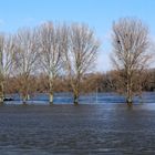 Noch mal eine Hochwasser Impression...