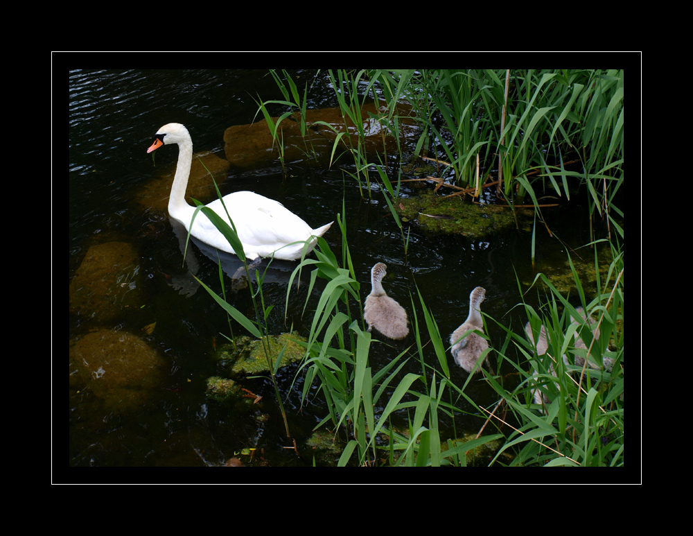 noch mal Familie Schwan