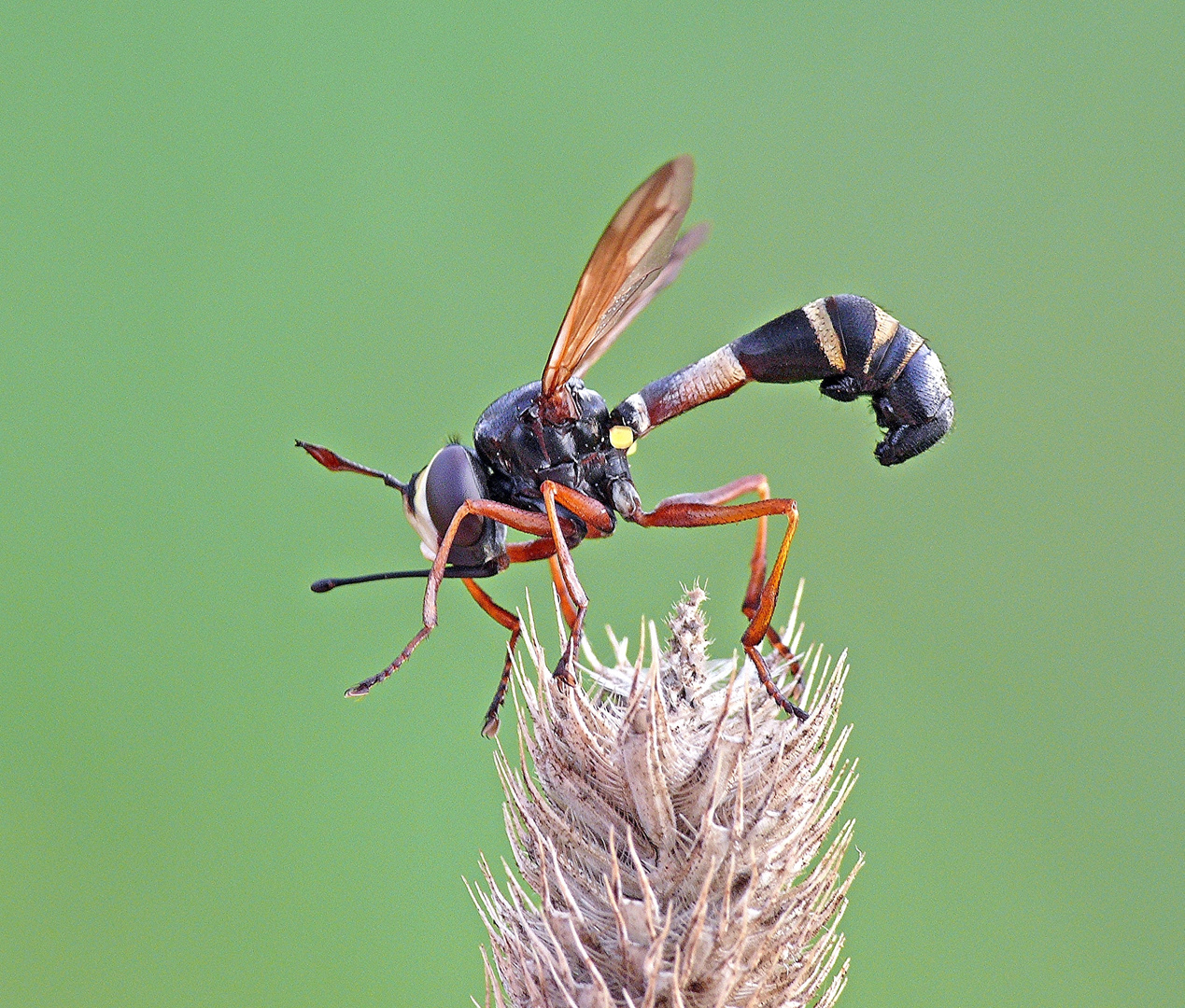 noch mal Fliege...