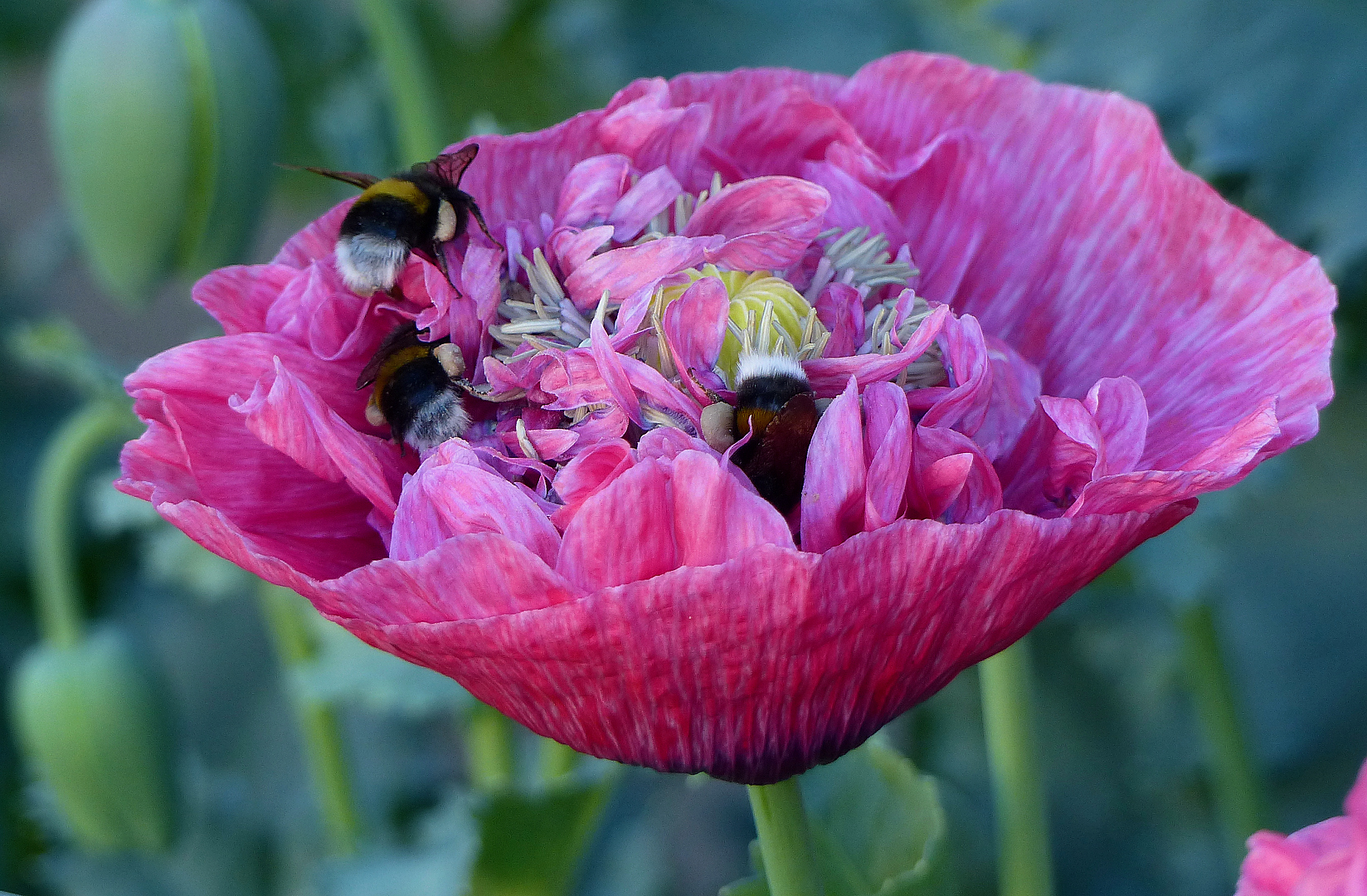 Noch mal im Mohn baden