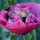 Noch mal im Mohn baden