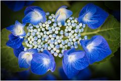 noch mal in blau