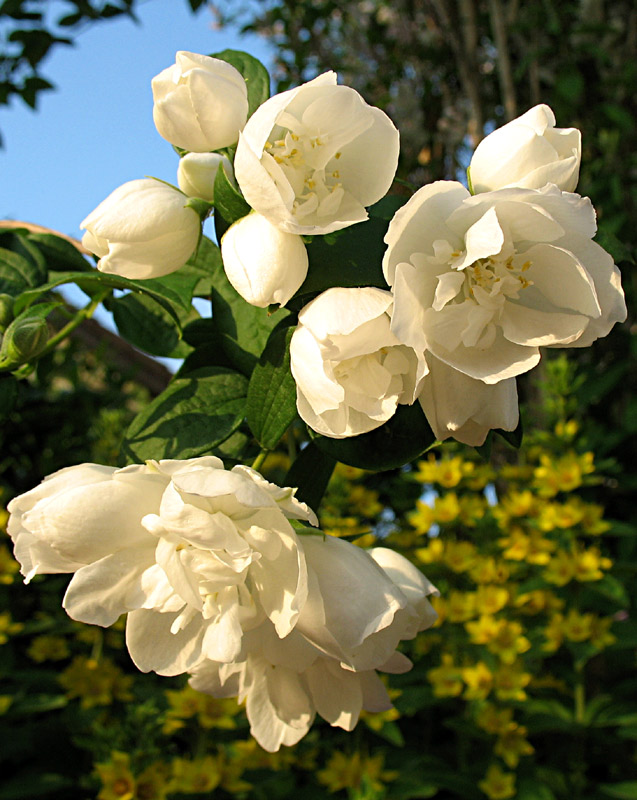 Noch mal Jasmin - weil er so schön ist :)