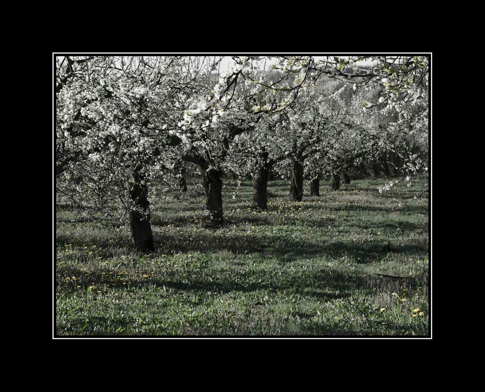 ... noch mal letzter Frühling ...