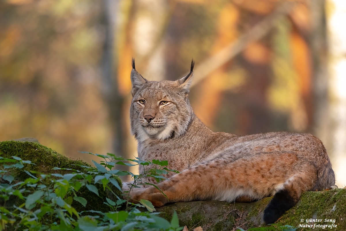 Noch mal mein Luchs , ohne Grimassen.