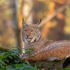 Noch mal mein Luchs , ohne Grimassen.