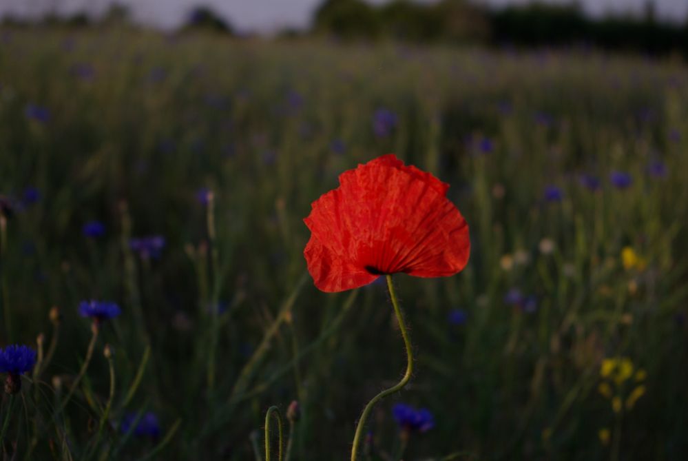 noch mal Mohn