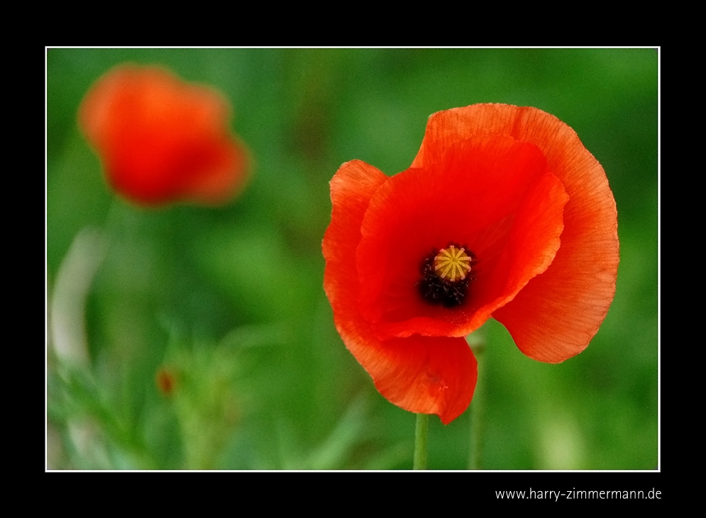 noch mal Mohn