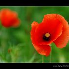 noch mal Mohn