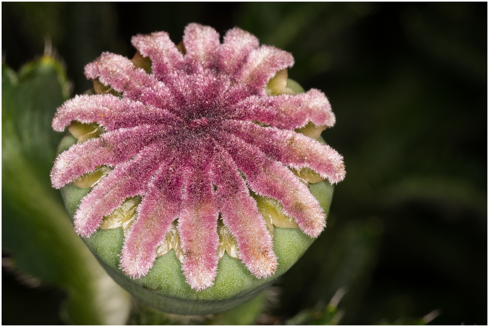 noch mal Mohn