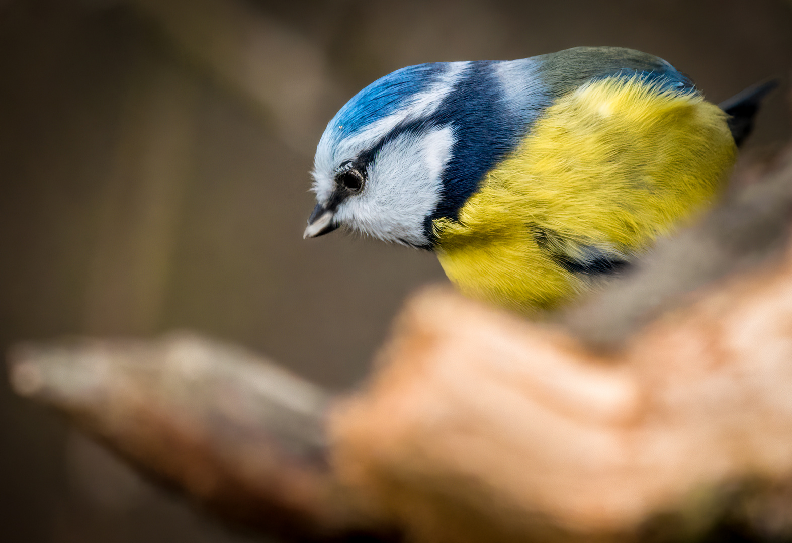 "Noch mal, ne Blau-Gelbe"