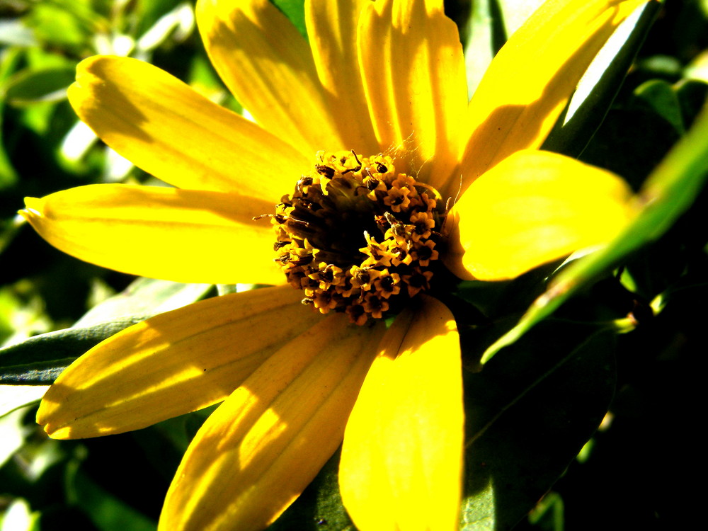 Noch mal ne schöne gelbe Blume!