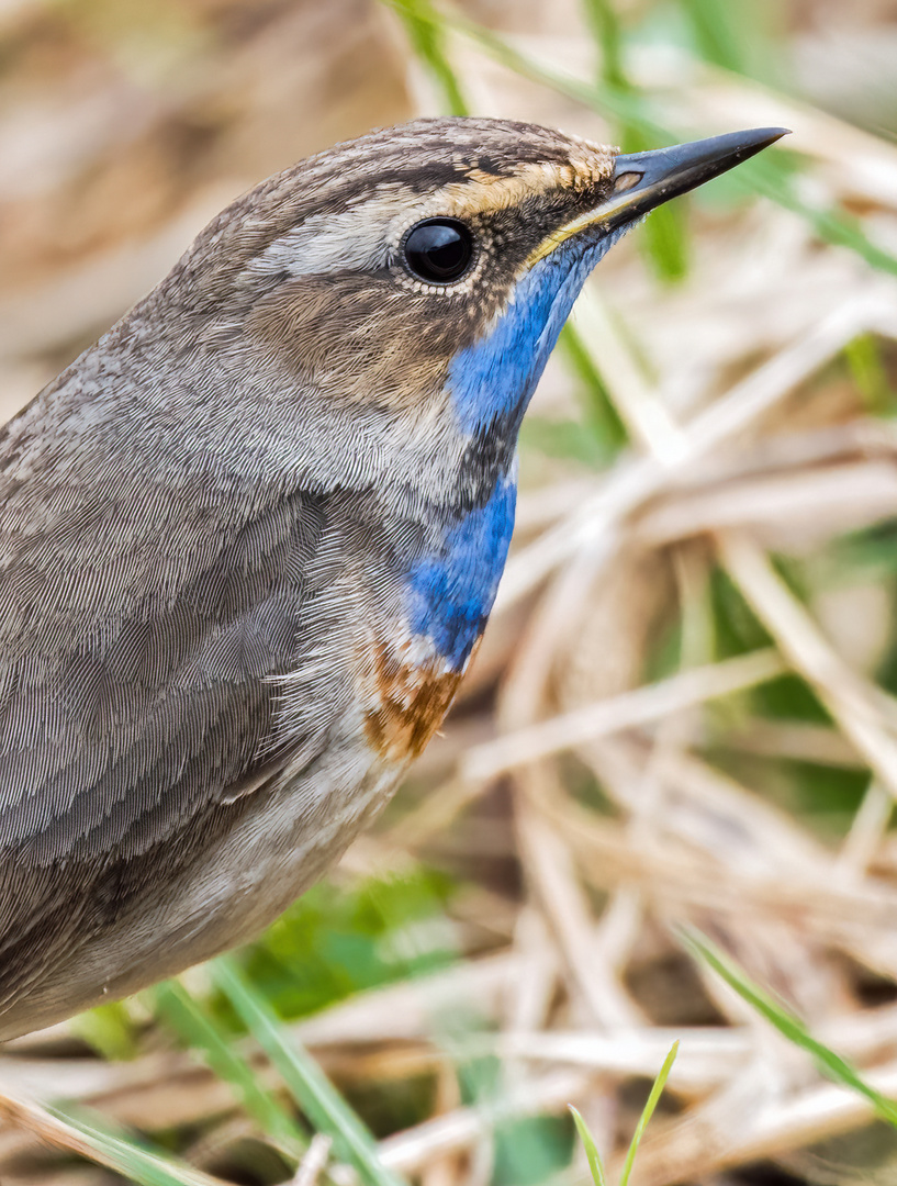 "Noch mal nur das Blaukehlchen"