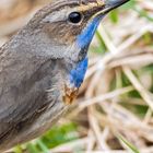 "Noch mal nur das Blaukehlchen"