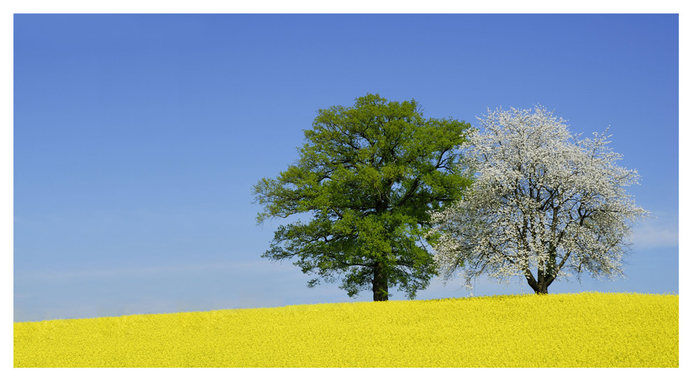 noch mal: Rapsfeld und Bäume