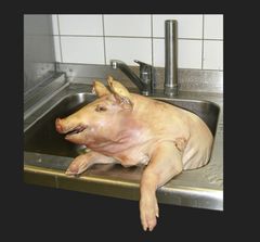 noch mal Schwein gehabt.... ;-)