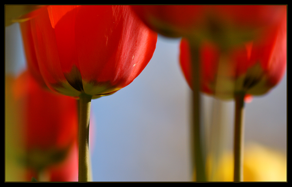 Noch mal Tulpen