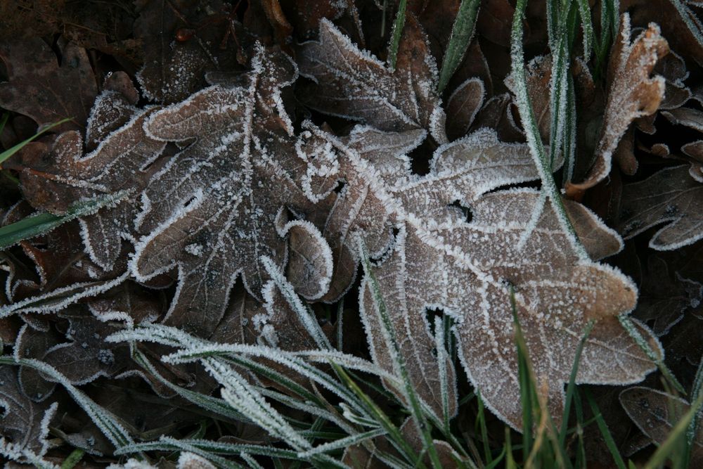 noch mal vor dem Schnee