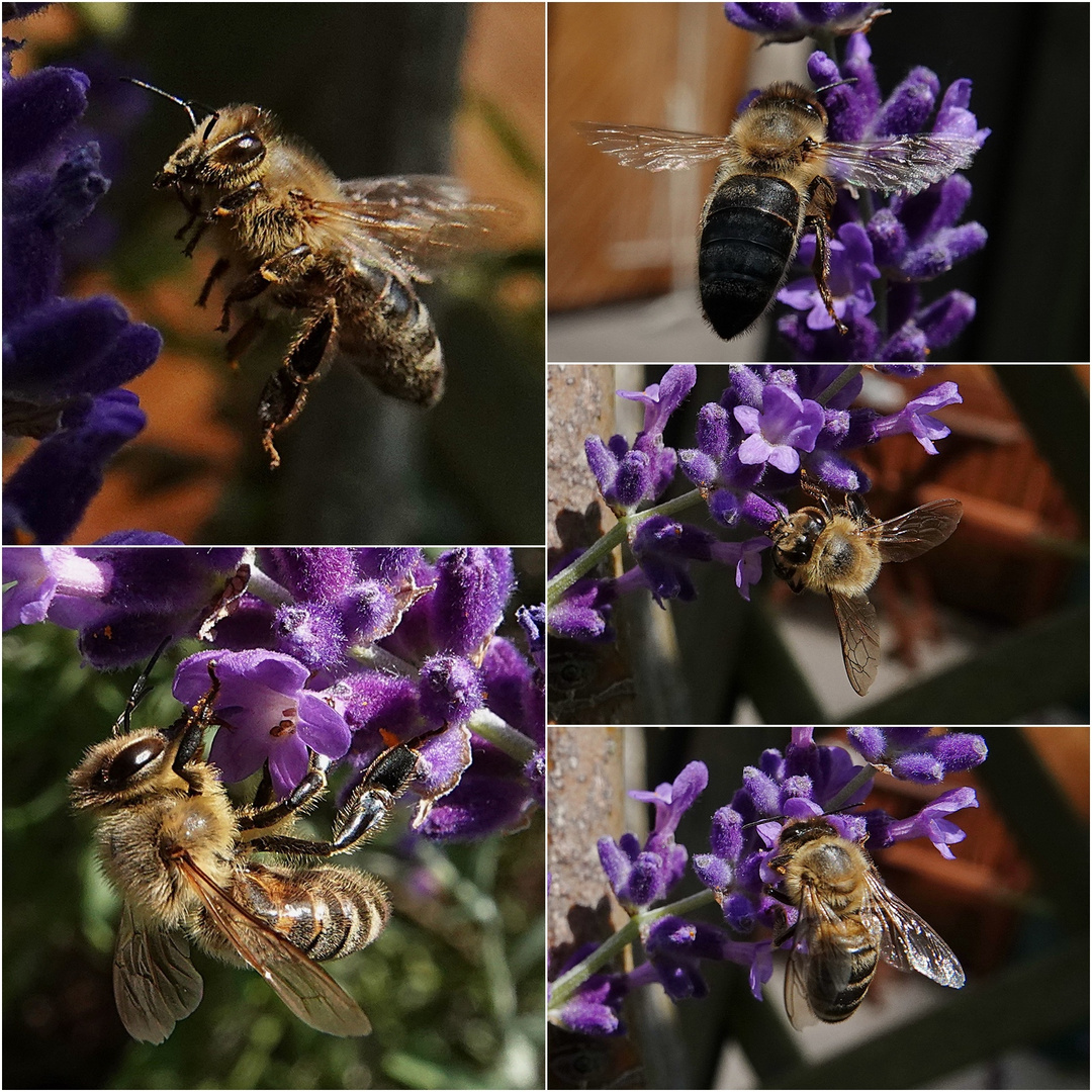 noch mal zugreifen, bevor der Lavendel dem Ende zu geht.