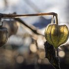 Noch mehr Andenbeeren